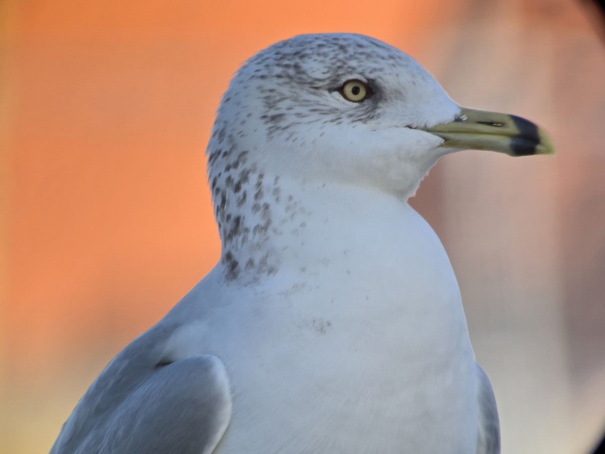 Ring-billed Gull - ML646751338
