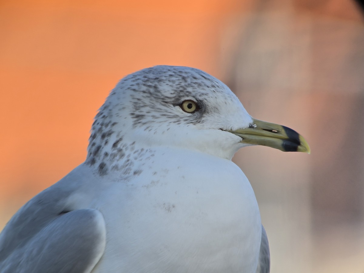 Ring-billed Gull - ML646751339