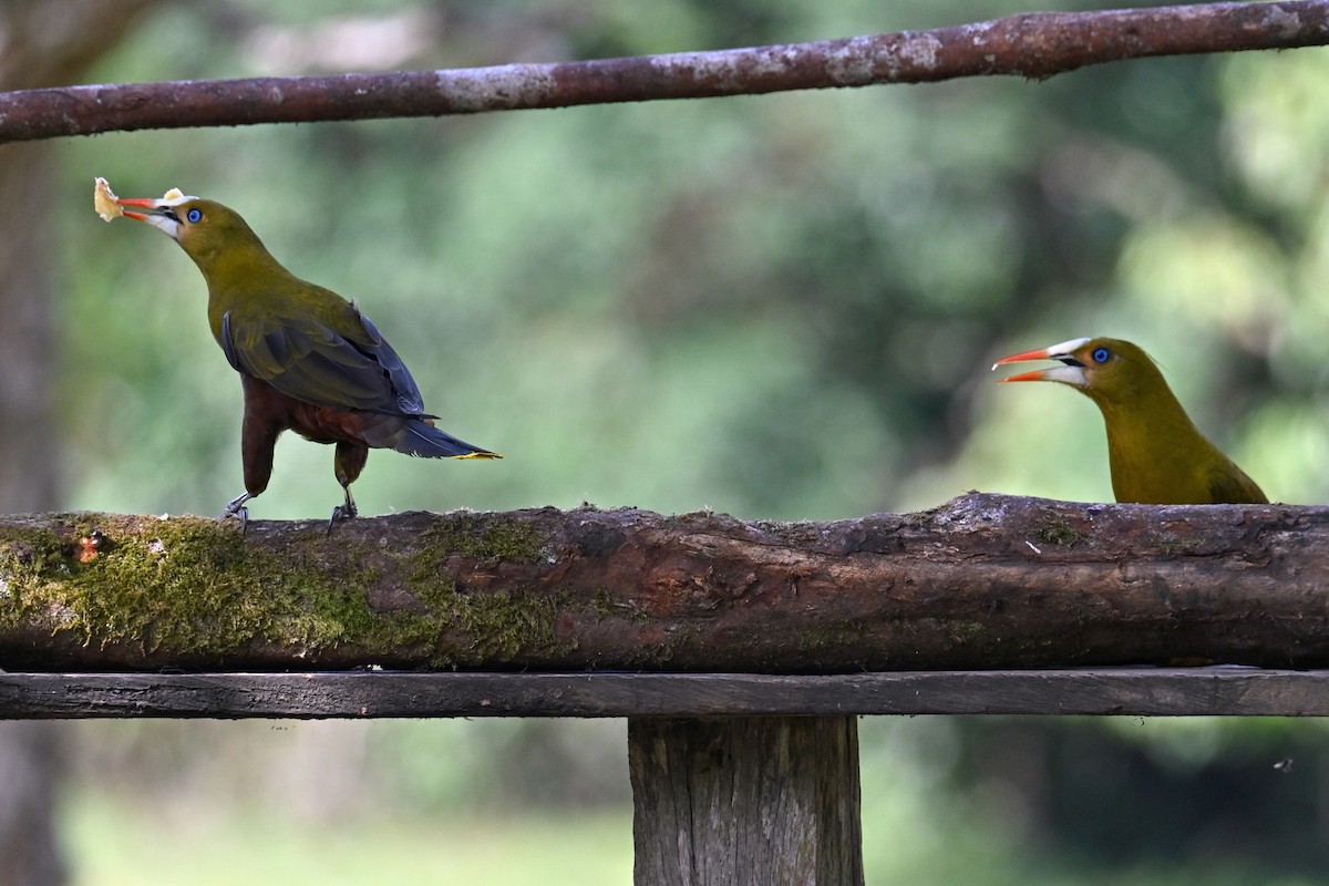 Green Oropendola - ML646751341