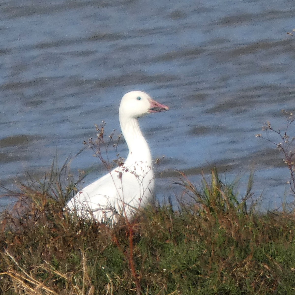 Белый гусь - ML646751343