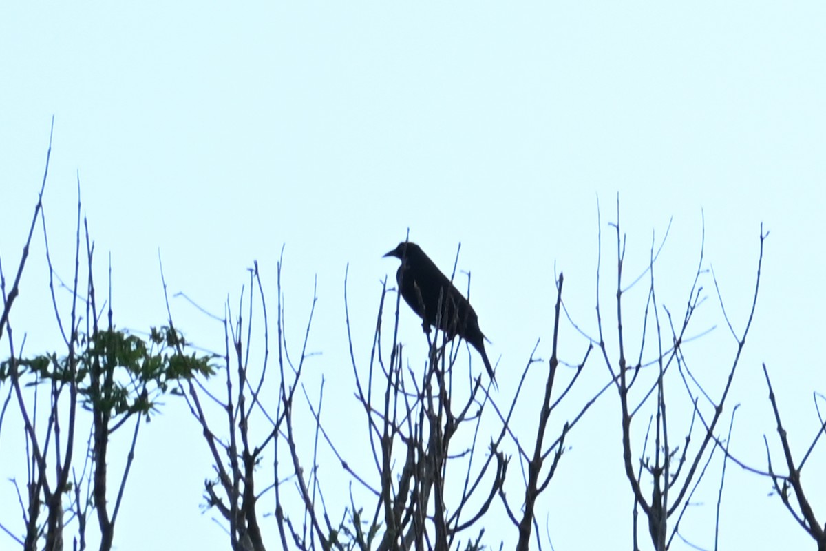 Giant Cowbird - ML646751346