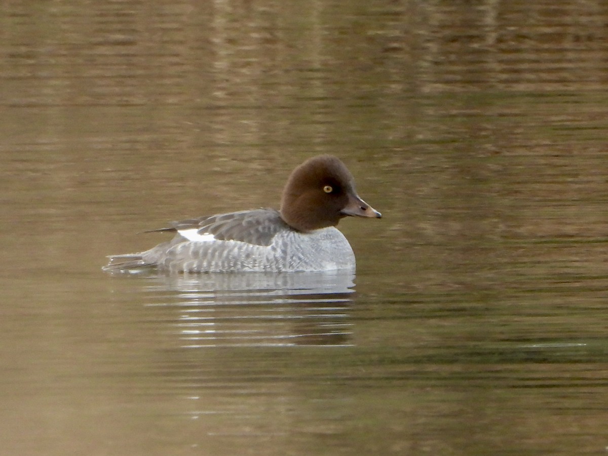 Гоголь - ML646751348