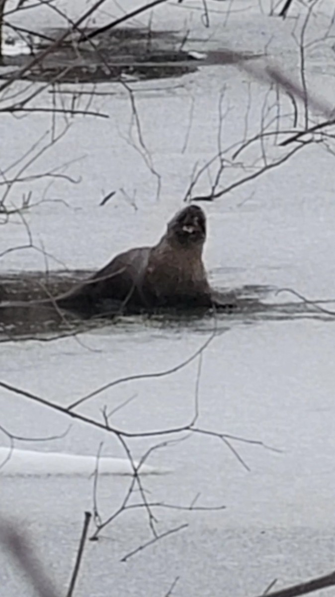 North American River Otter - ML646751352