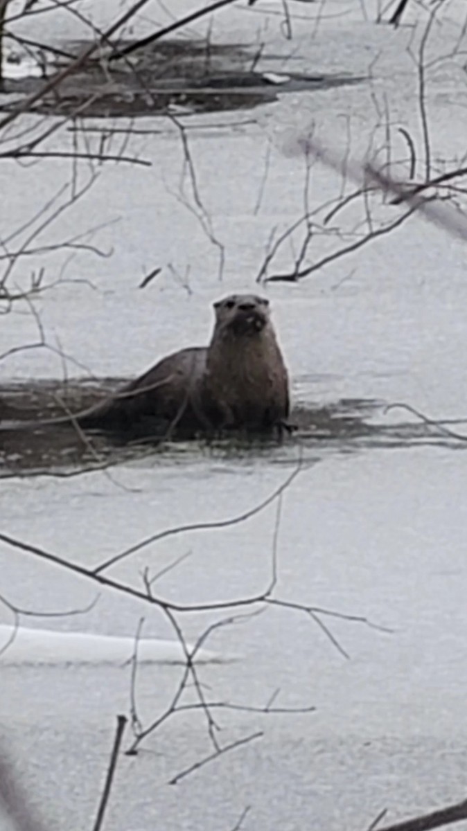North American River Otter - ML646751353