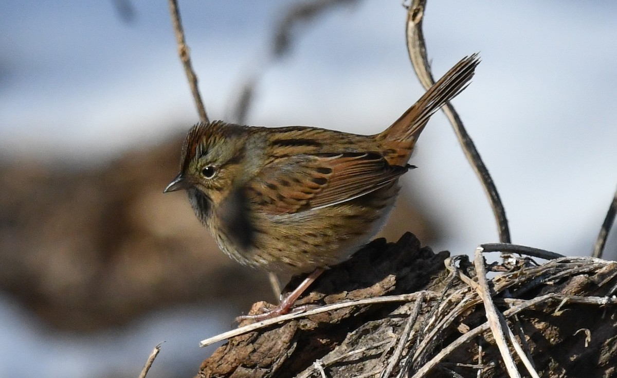 Swamp Sparrow - ML646751356