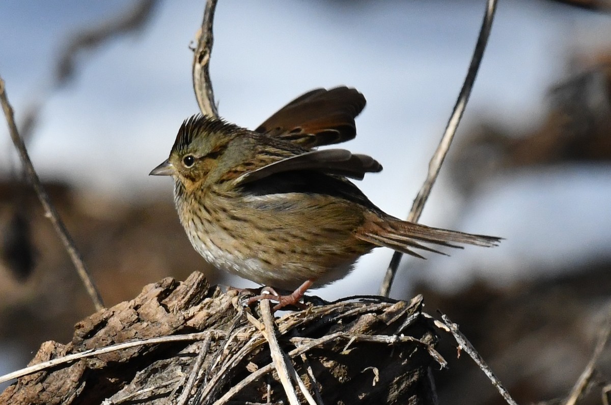 Swamp Sparrow - ML646751357