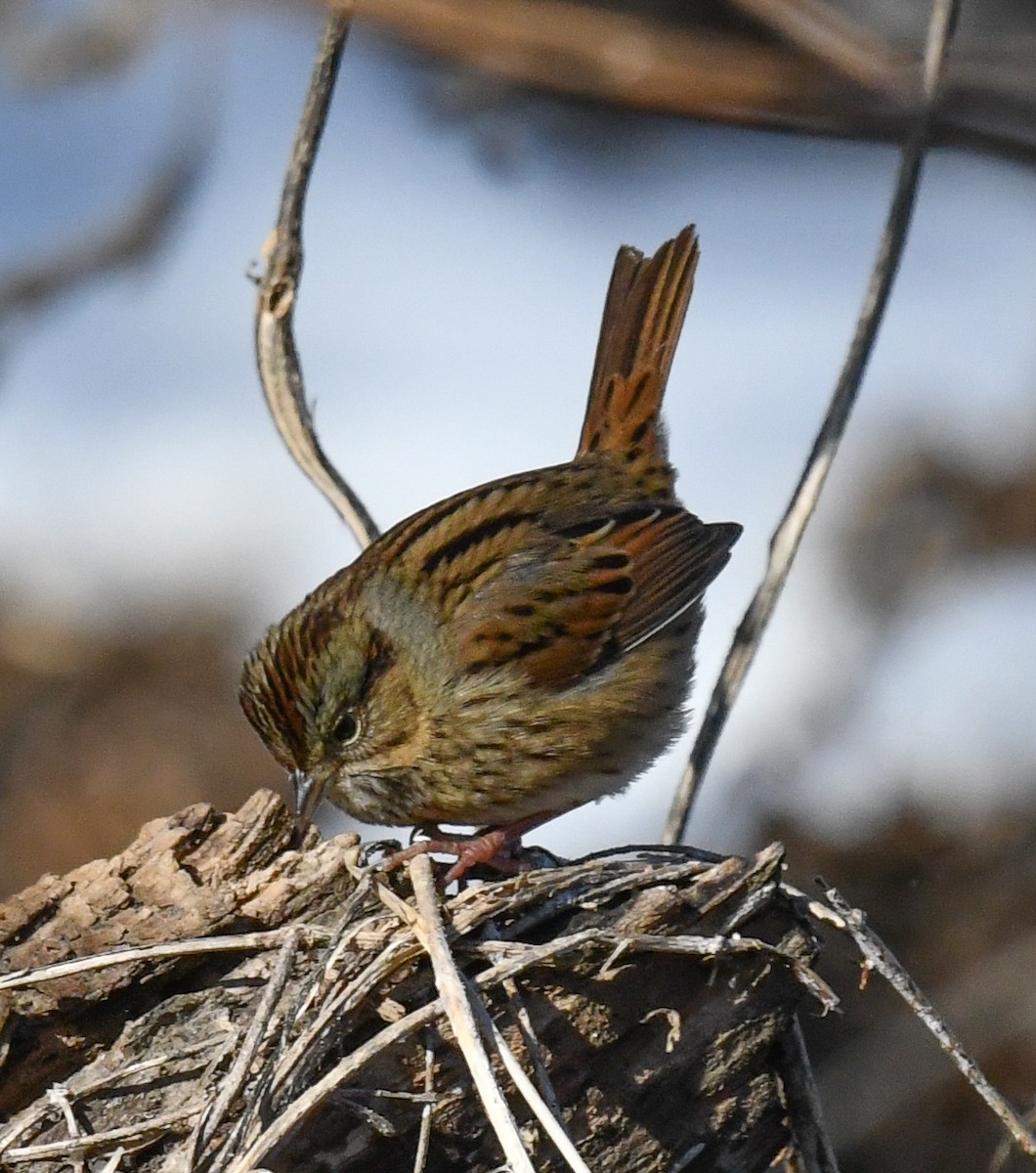Swamp Sparrow - ML646751358