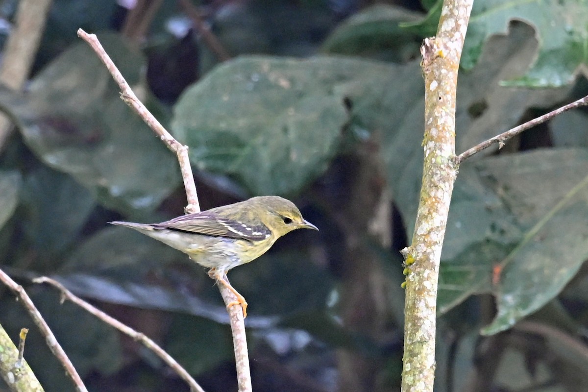 Blackpoll Warbler - ML646751360