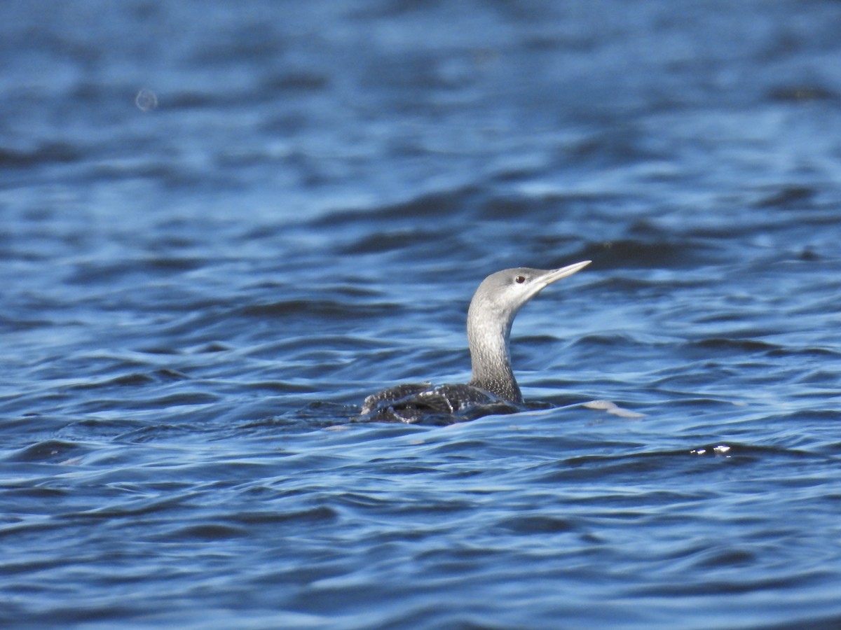 Red-throated Loon - ML646751363