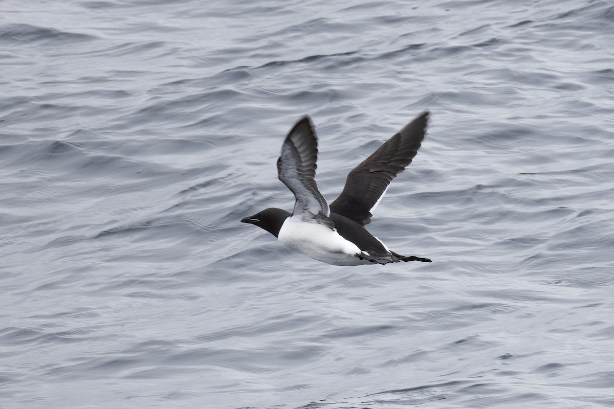 Толстоклювая кайра - ML646751364