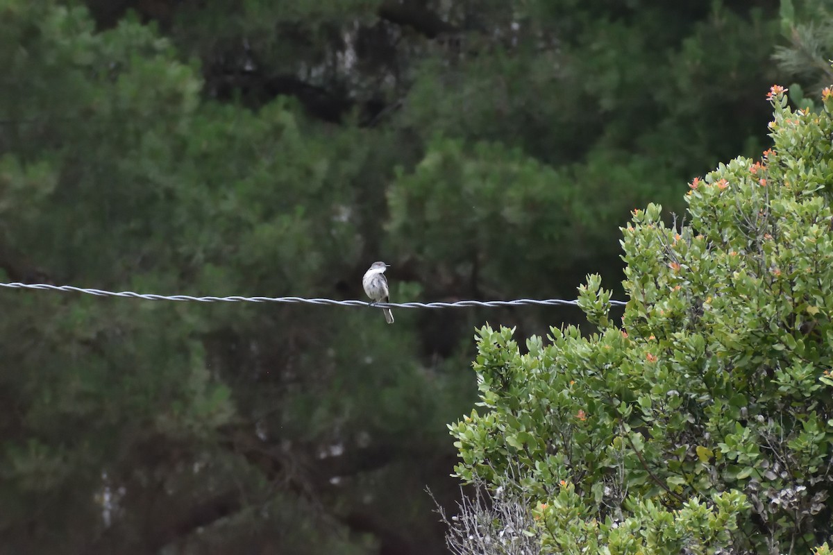 Fire-eyed Diucon - ML646751365