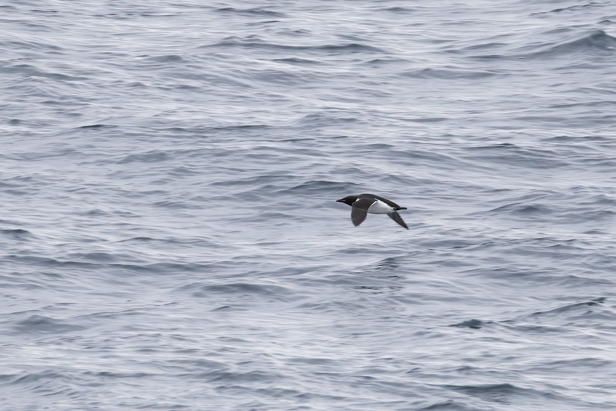 Толстоклювая кайра - ML646751366