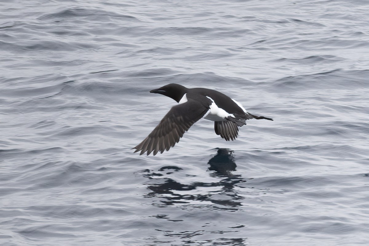 Толстоклювая кайра - ML646751367