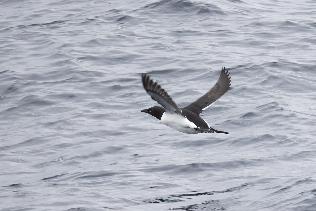 Толстоклювая кайра - ML646751368