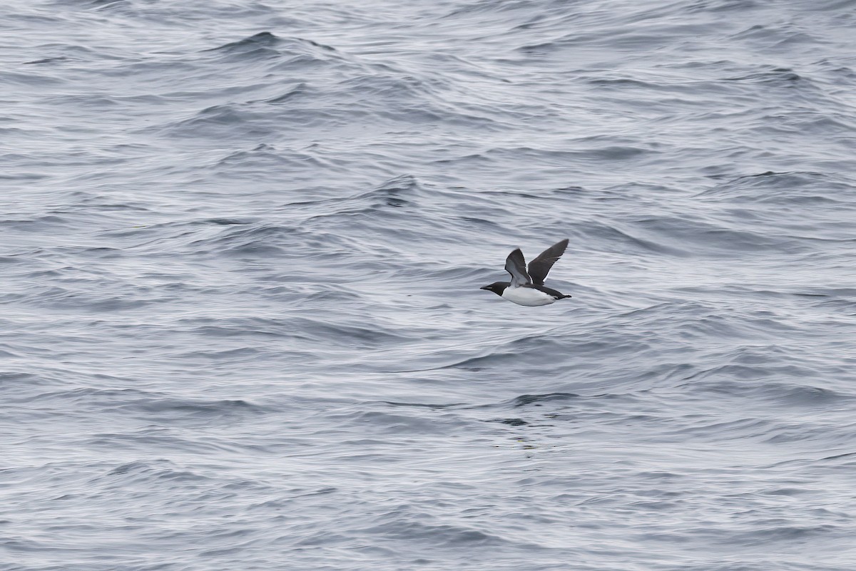 Толстоклювая кайра - ML646751369