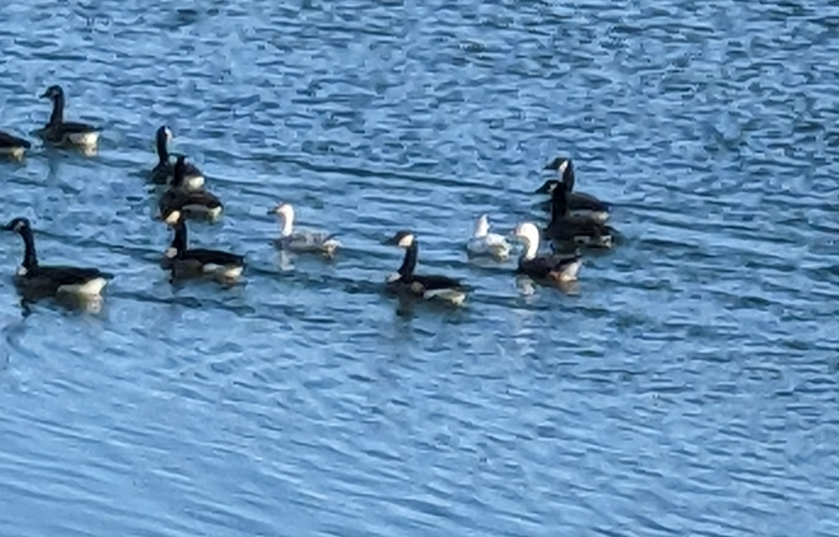 snøgås - ML646751372