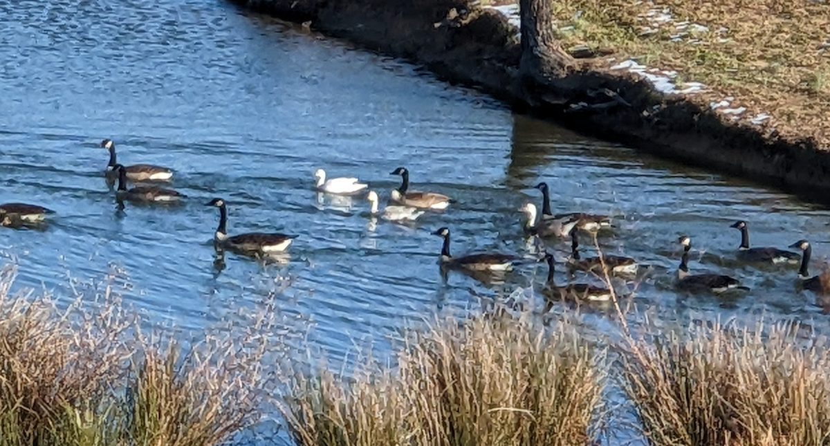 snøgås - ML646751373