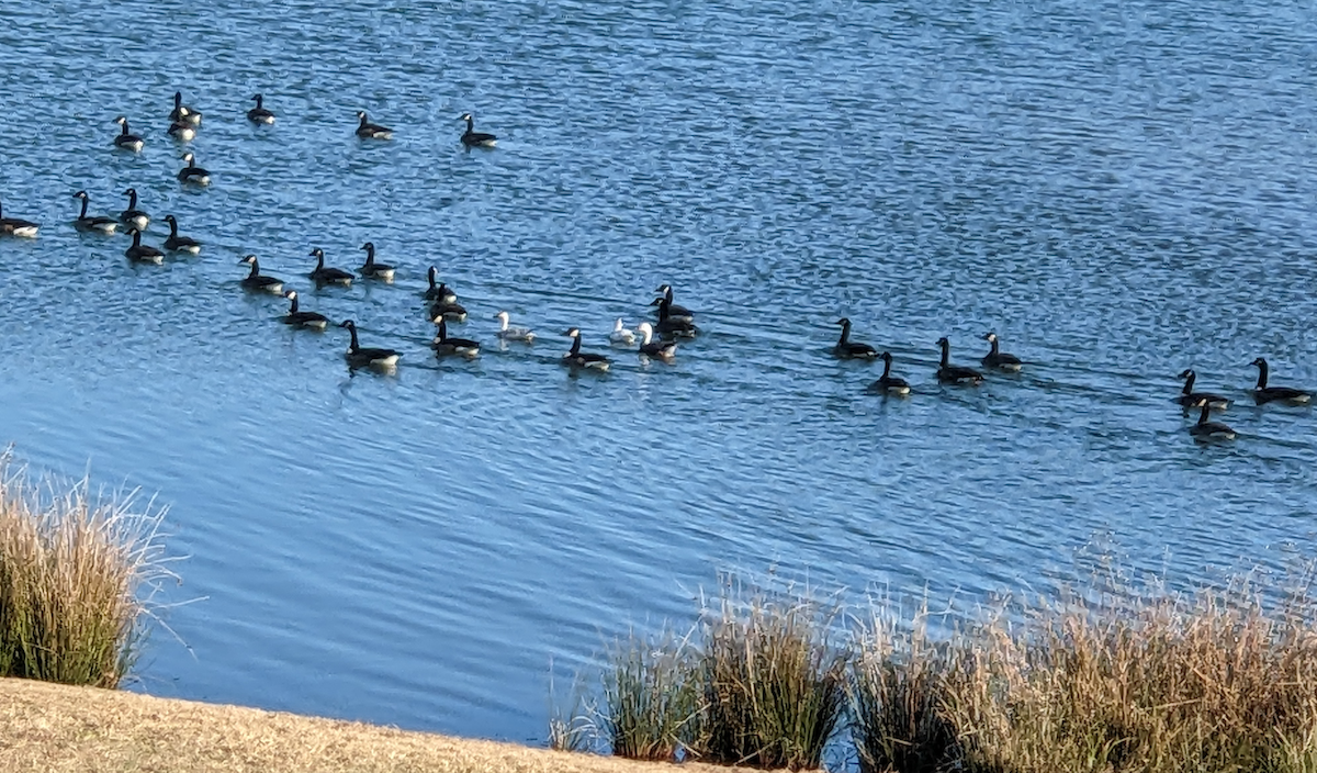 snøgås - ML646751374