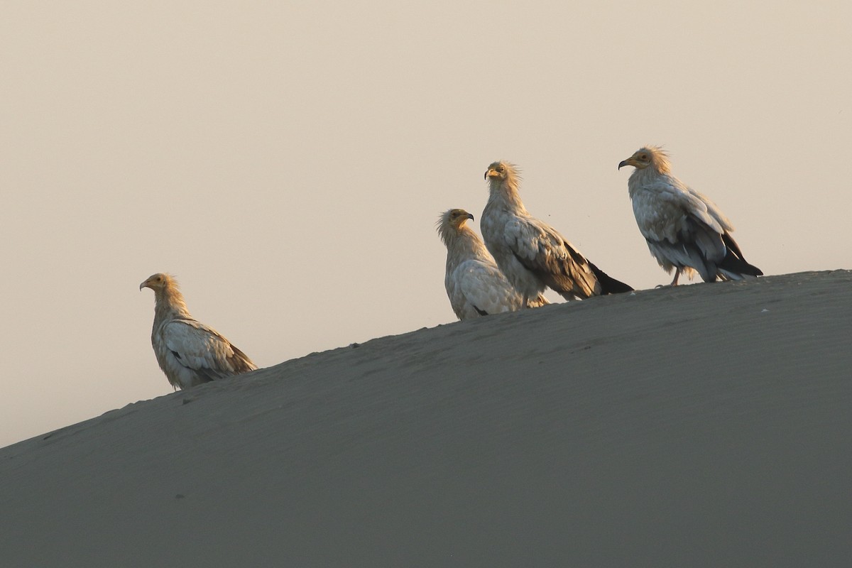 רחם מדברי - ML646751376