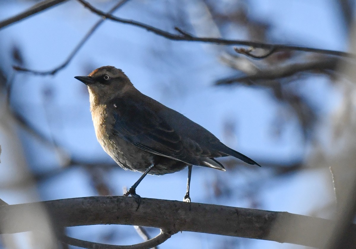 Rusty Blackbird - ML646751378