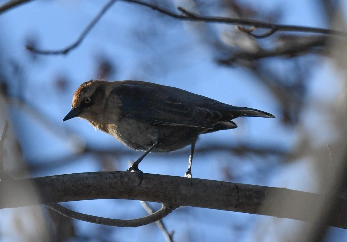 Rusty Blackbird - ML646751379