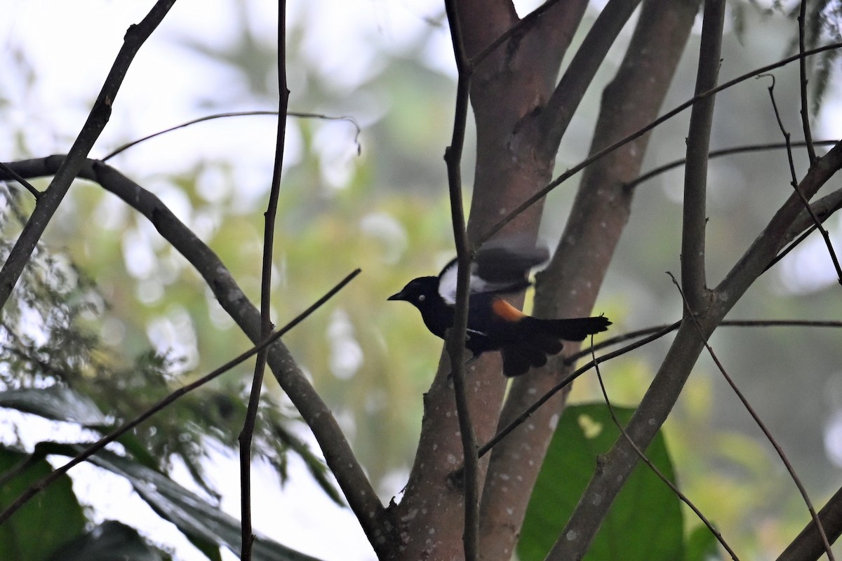 Fulvous-crested Tanager - ML646751380