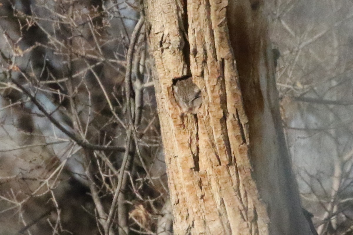 ヒガシアメリカオオコノハズク - ML646751381