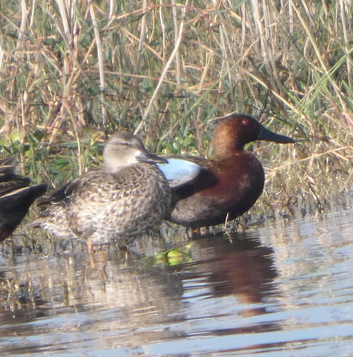 Коричневый чирок - ML646751382