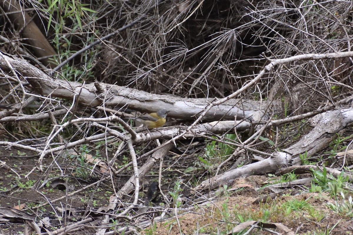 Gray-hooded Sierra Finch - ML646751384