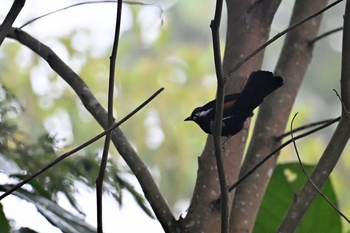 Fulvous-crested Tanager - ML646751385