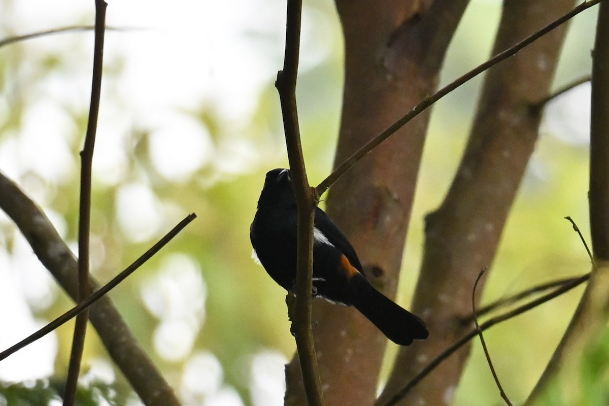 Fulvous-crested Tanager - ML646751389