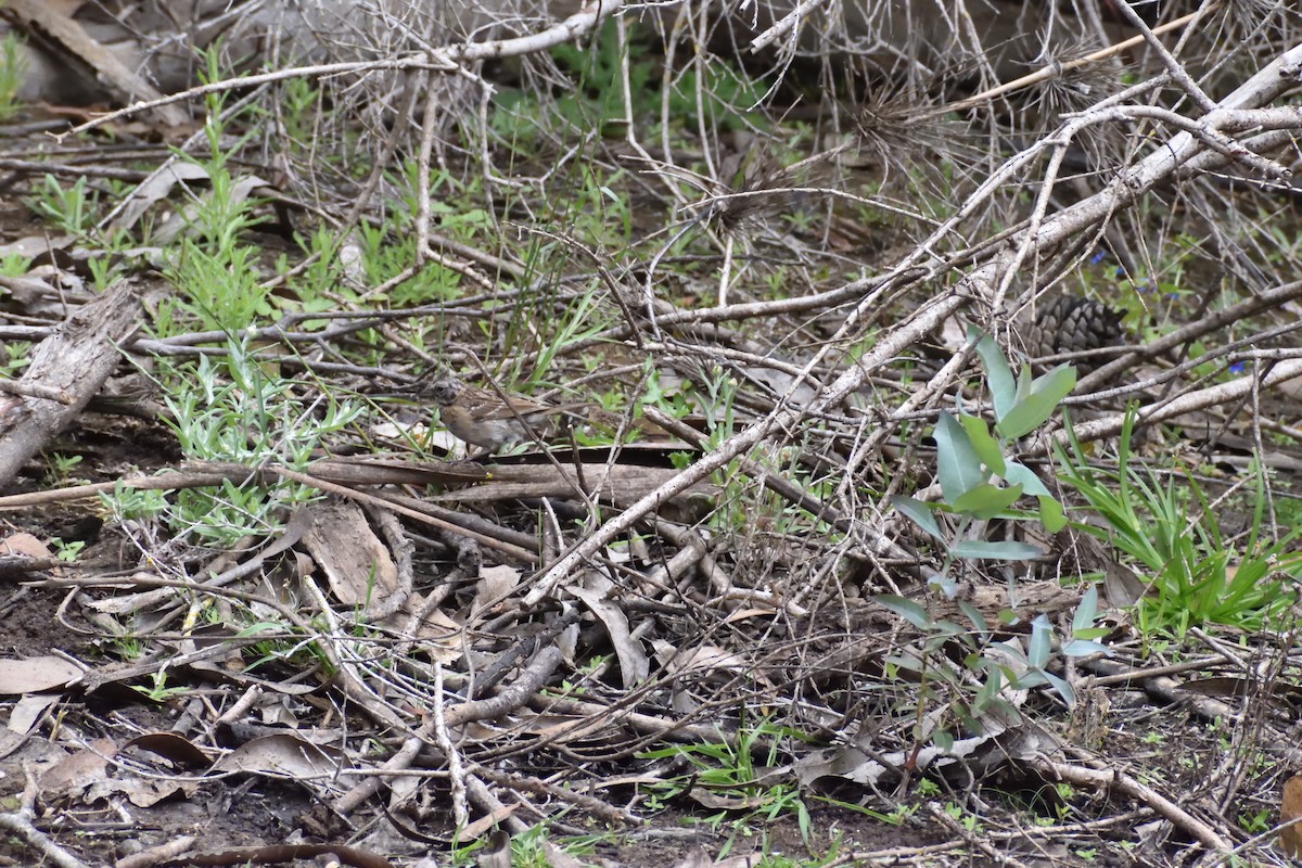 Rufous-collared Sparrow - ML646751390