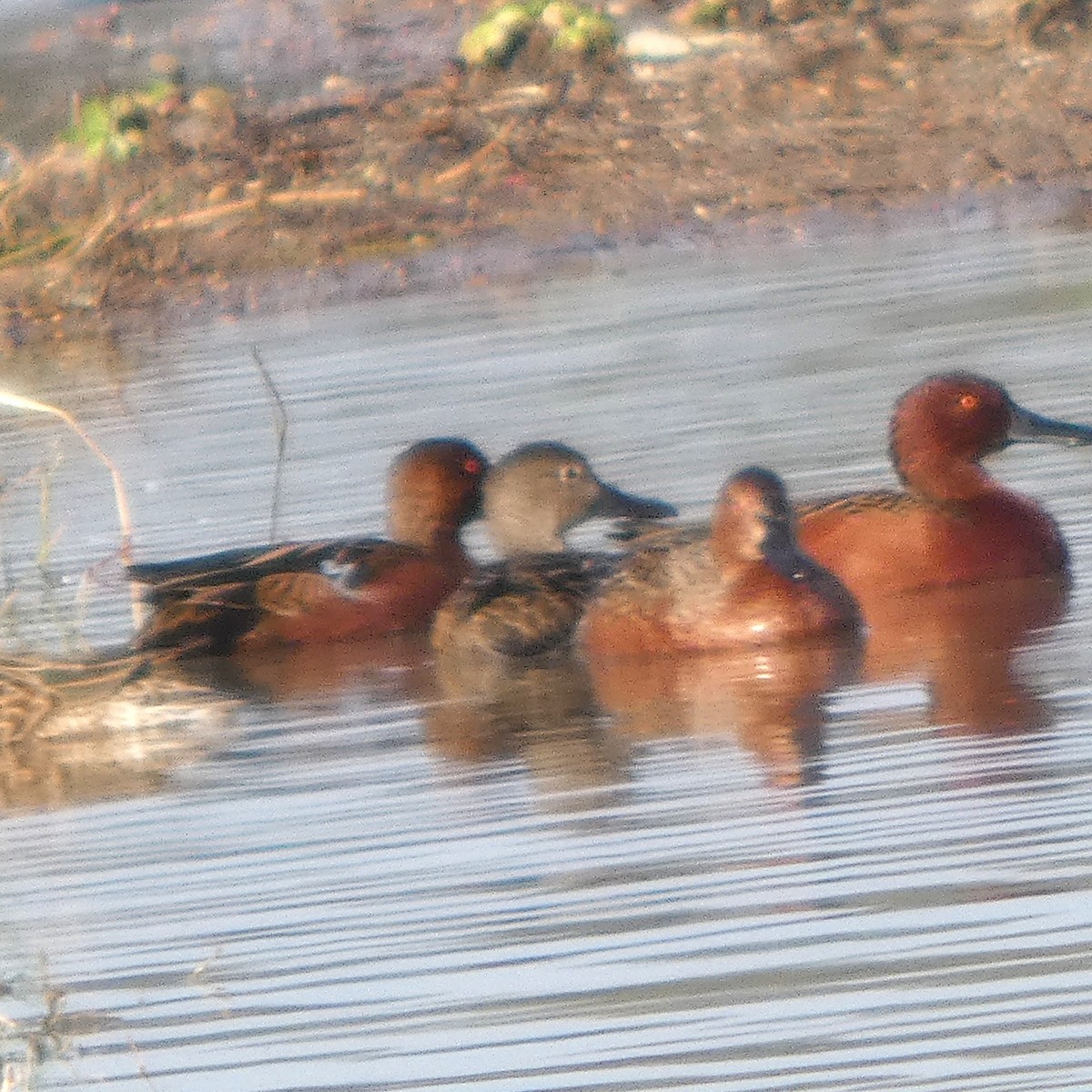 Коричневый чирок - ML646751391