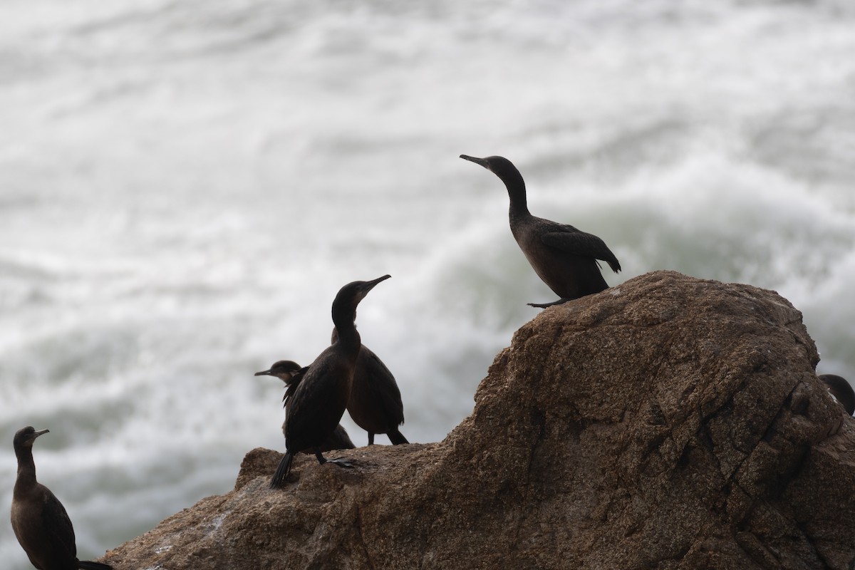 Brandt's Cormorant - ML646751392