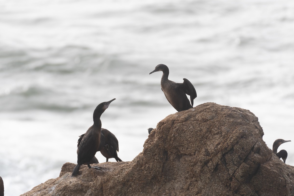 Brandt's Cormorant - ML646751393
