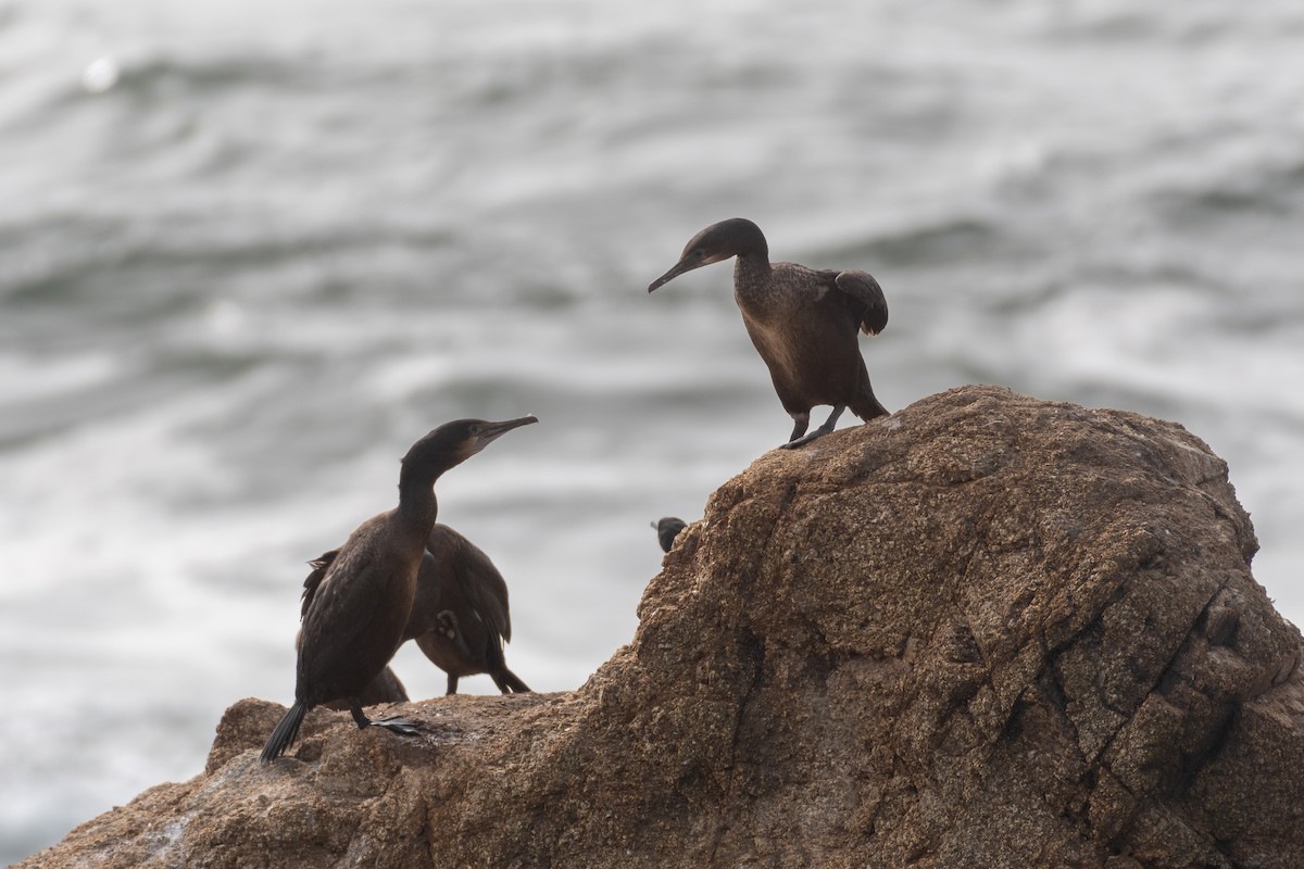 Brandt's Cormorant - ML646751394