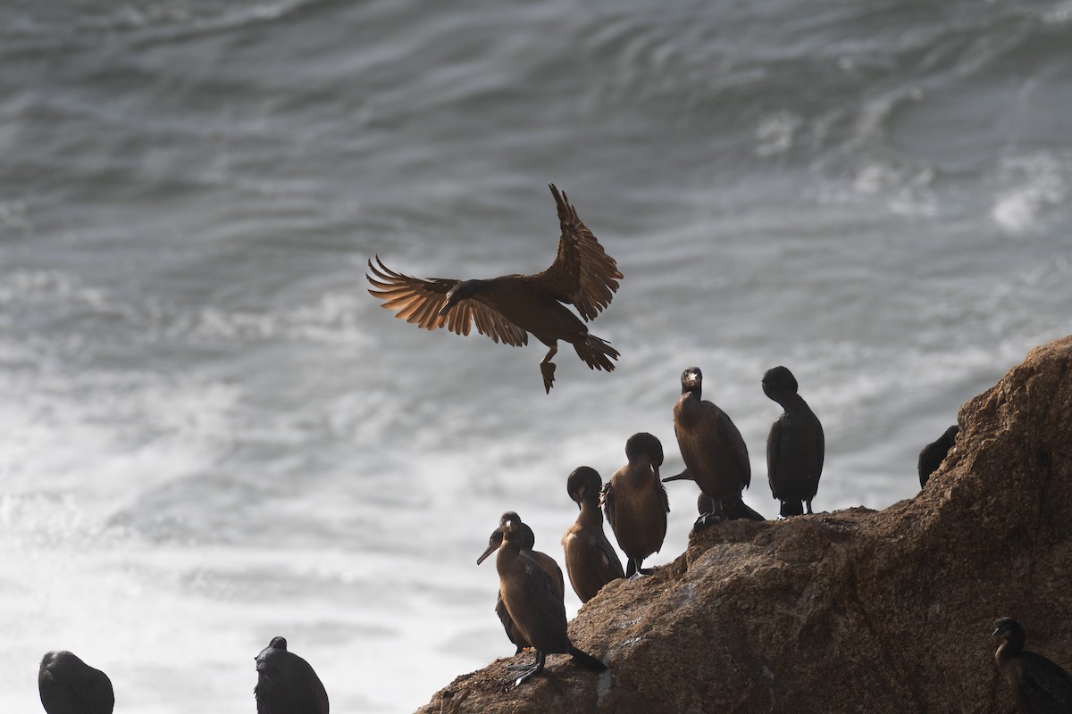 Brandt's Cormorant - ML646751396