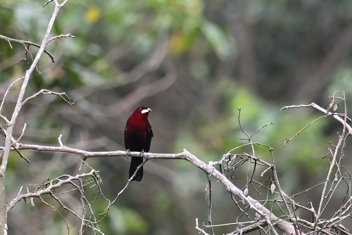 Silver-beaked Tanager - ML646751397