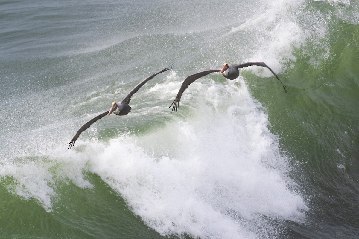 Brown Pelican - ML646751401