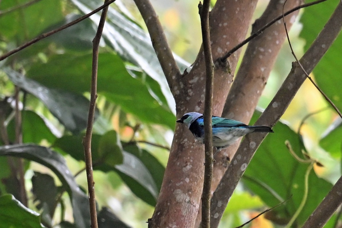 Masked Tanager - ML646751402