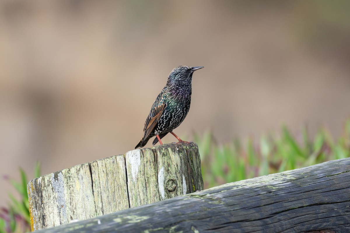 European Starling - ML646751403