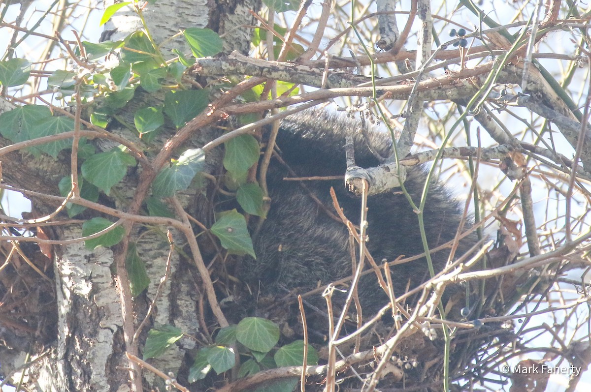 フィッシャー - ML646751404