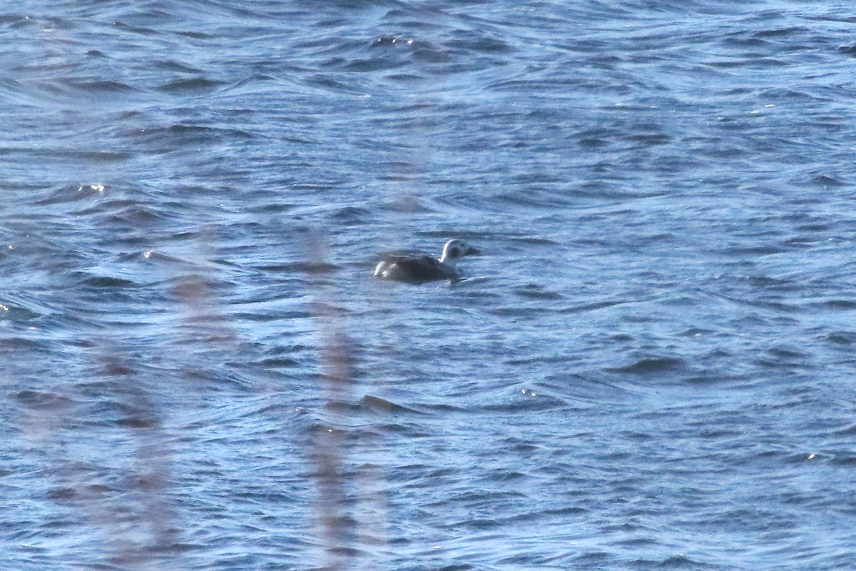 コオリガモ - ML646751406