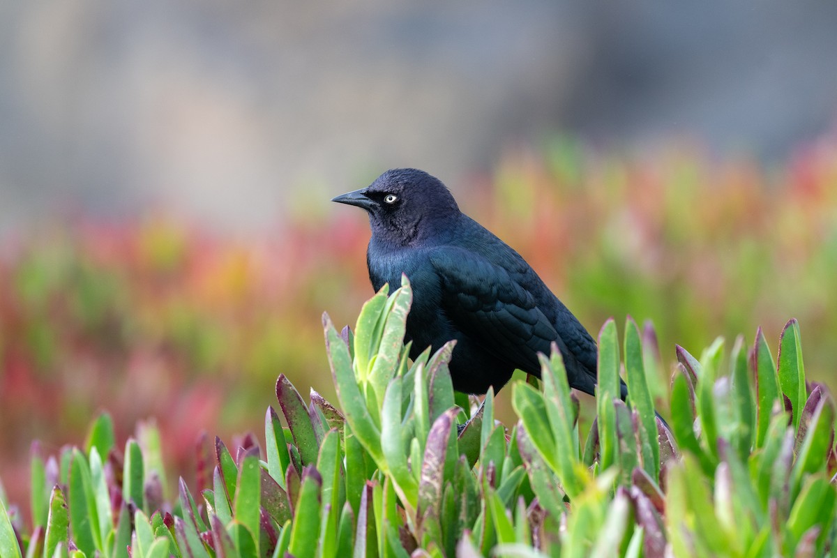 Brewer's Blackbird - ML646751407