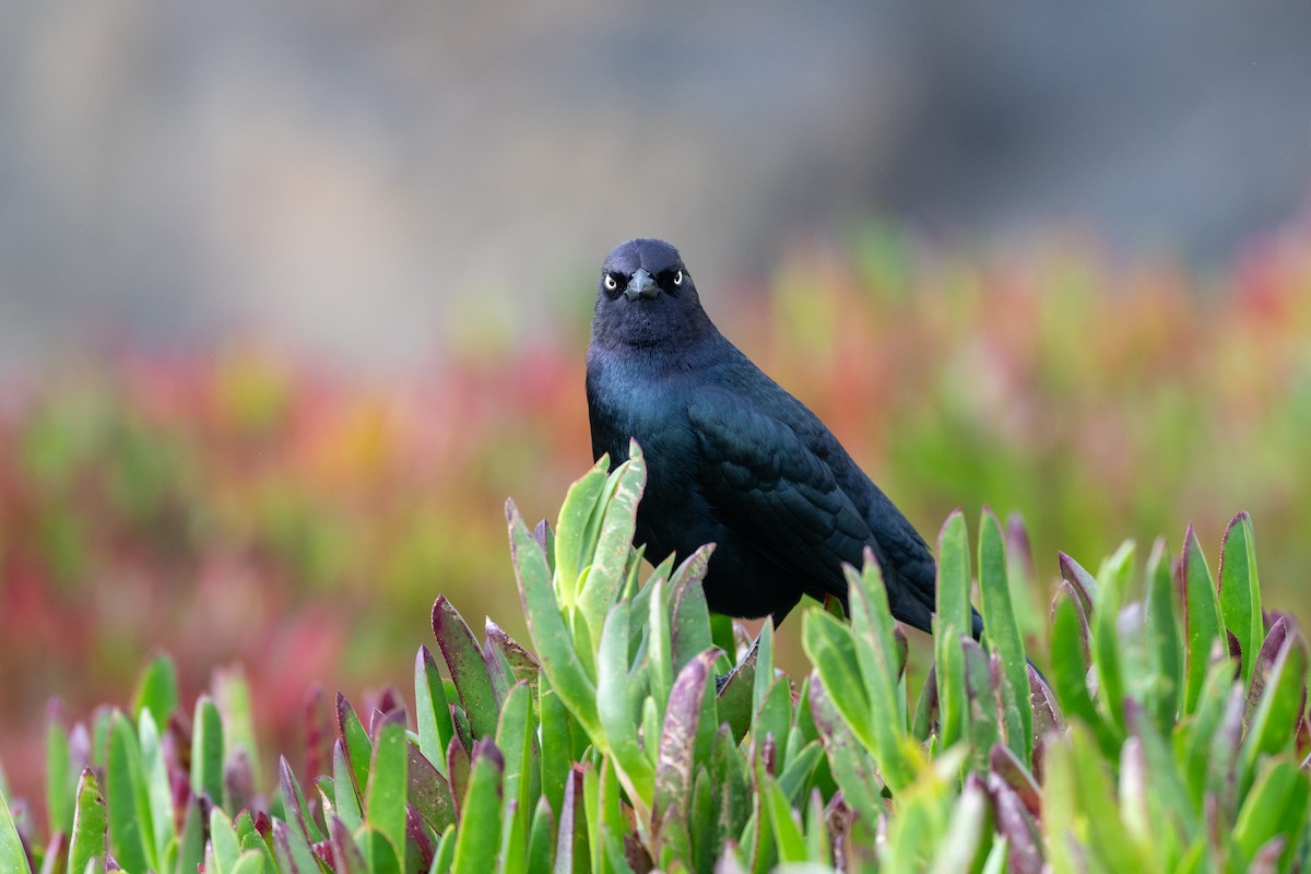 Brewer's Blackbird - ML646751408