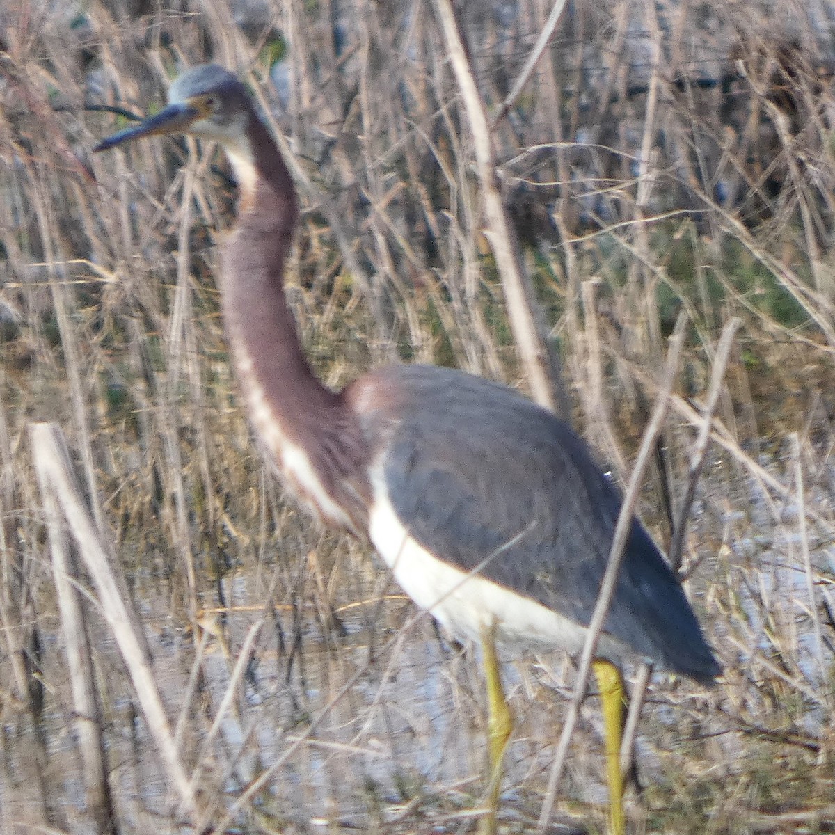 Трёхцветная цапля - ML646751409