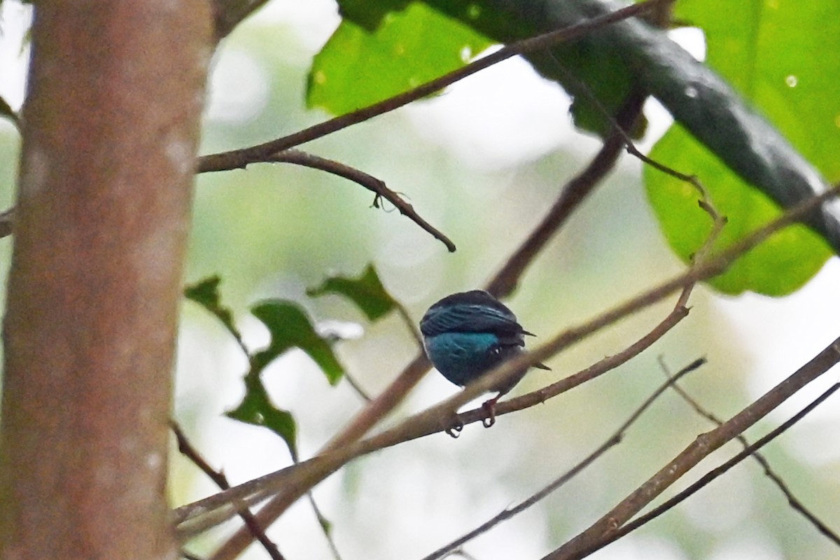 Blue Dacnis - ML646751410