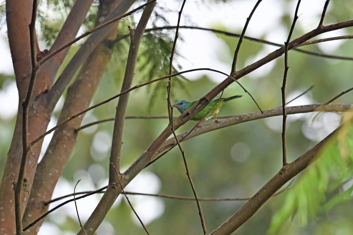 Blue Dacnis - ML646751414