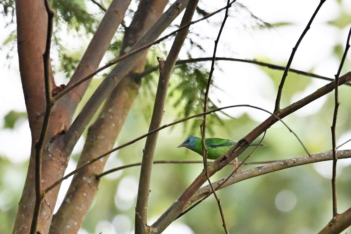 Blue Dacnis - ML646751415