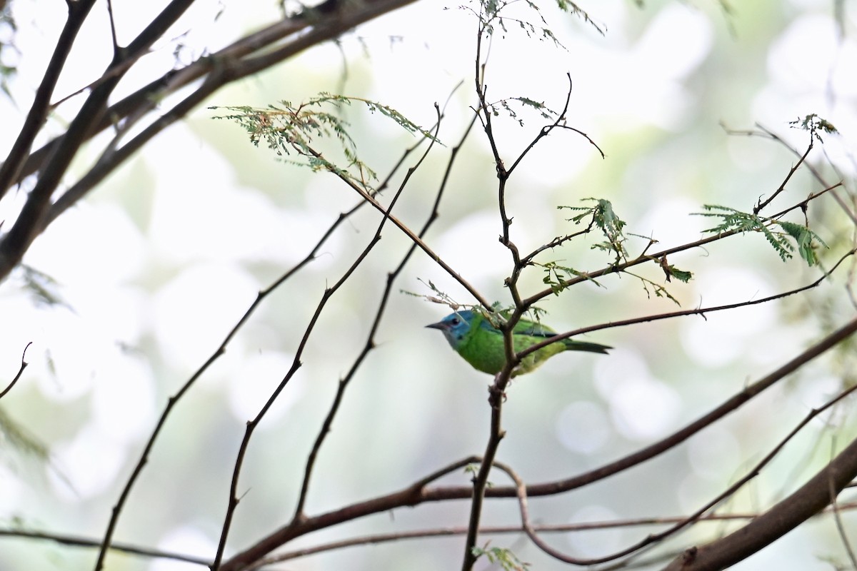 Blue Dacnis - ML646751416